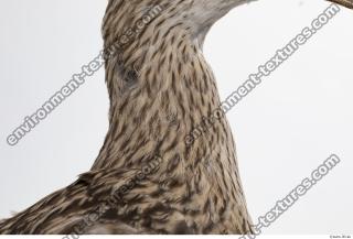 animal skin feather 0021